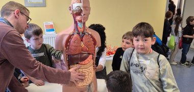 Die Kinder schauen sich ein Organmodell an.
