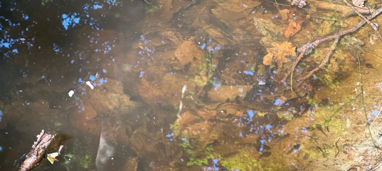 Kaulquappen In einem Teich sind kleine Kaulquappen zu sehen