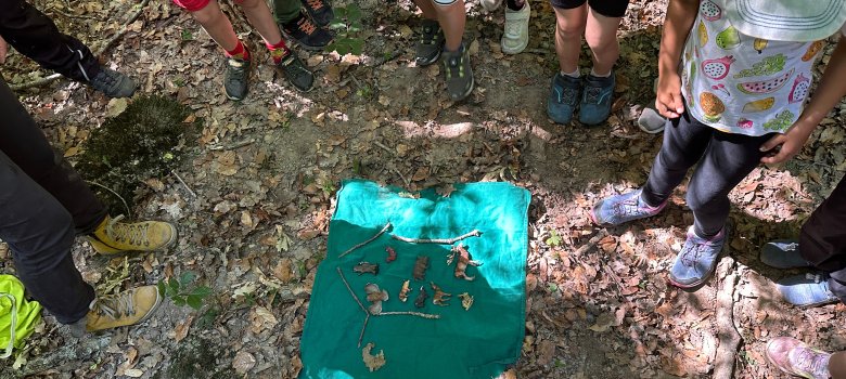 Kinder ordnen Waldtiere den Stockwerken des Waldes zu